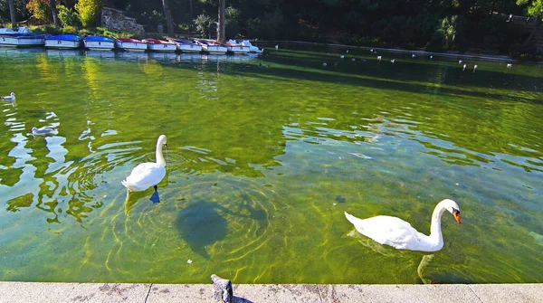 Katalunya Parkı Kentsel Manzara Bahçeleri Sabadell Barcelona Katalunya Spanya Avrupa — Stok fotoğraf