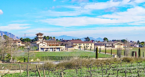 Anoia Bölgesindeki Üzüm Bağları Barselona Katalunya Spanya Avrupa — Stok fotoğraf