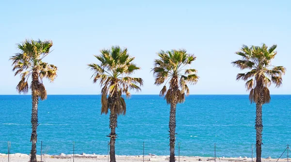 Paseo Con Palmeras Playa Badalona Barcelona Cataluña España Europa — Foto de Stock