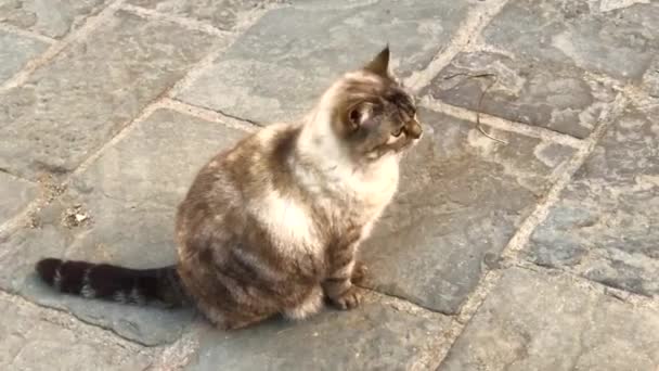 Cat Στο Monells Δήμος Crulles Monells Sant Sadurn Heura Στην — Αρχείο Βίντεο