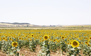 ayçiçeği alanları