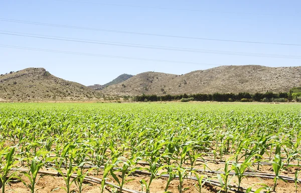 Planting corn — Stock Photo, Image