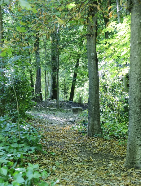 Mittelmeerwald — Stockfoto