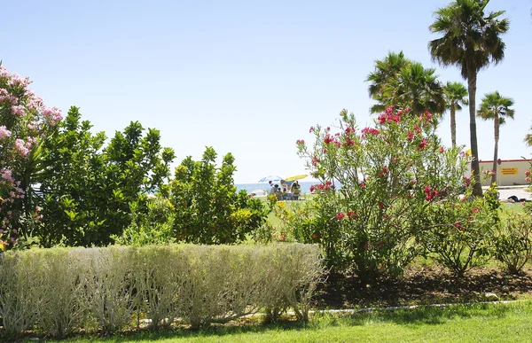 Gardens by the beach in Oropesa — Stock Photo, Image