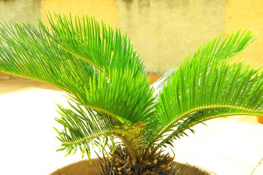 Kanarya Adaları florası