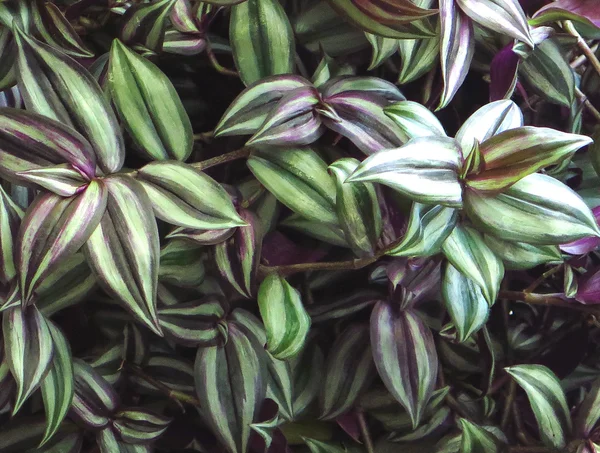카나리아 제도의 식물 — 스톡 사진