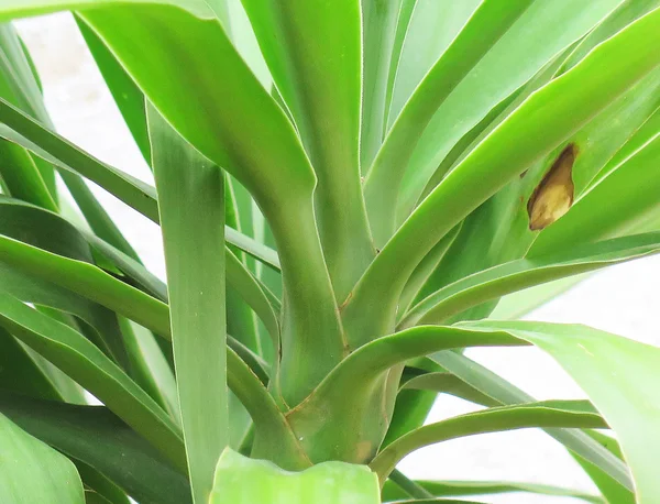 Flora delle Isole Canarie — Foto Stock