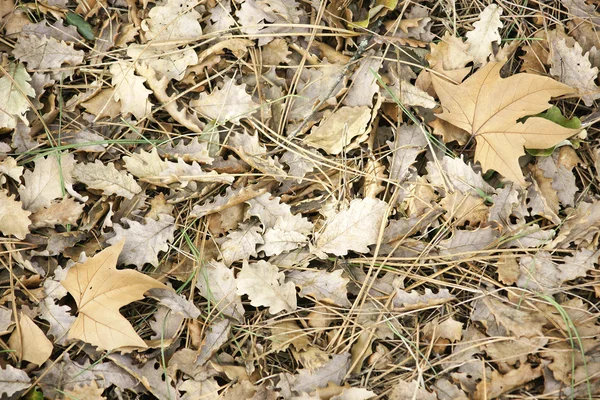 Dried leaves for backgrounds and textures — Stock Photo, Image