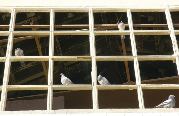 Pigeons in the window of a building in ruins — Stock Photo, Image