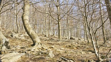 Bosques de Santa Fe del Montseny