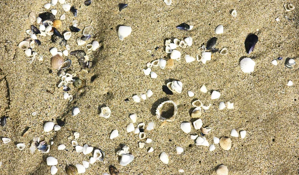 Arena y conchas para fondos — Foto de Stock