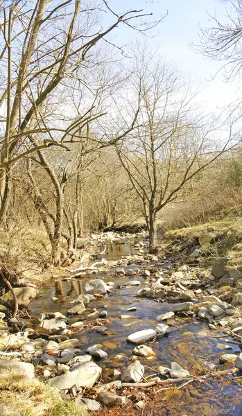 Creek i naturparken — Stockfoto