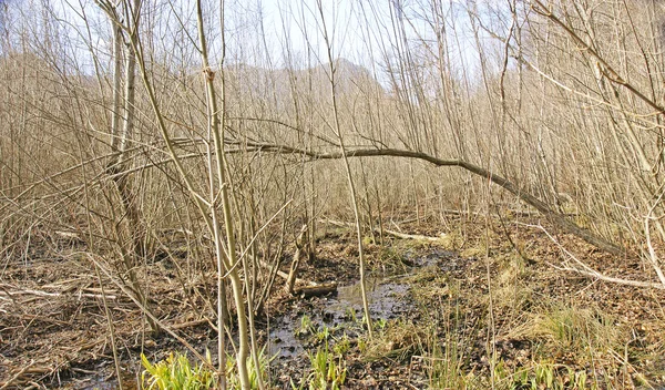 Creek in het natuurpark — Stockfoto