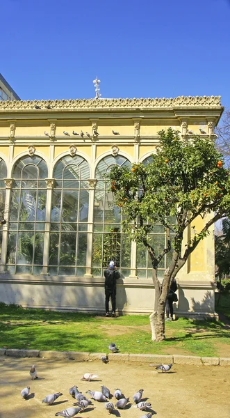 Gewächshaus im Park — Stockfoto