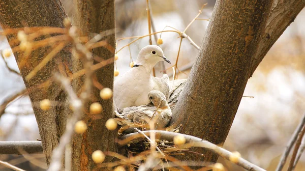 鳩の巣 — ストック写真
