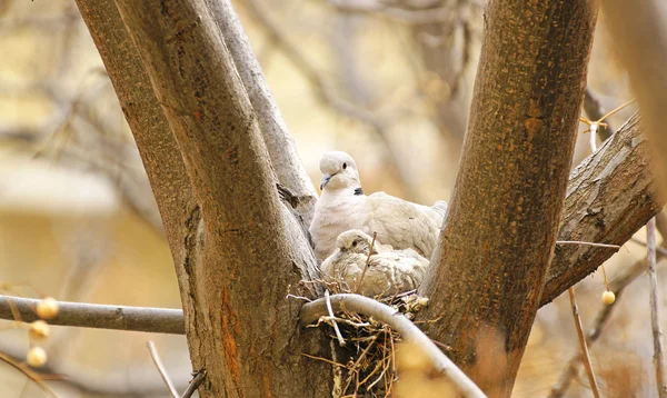 鳩の巣 — ストック写真