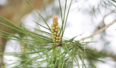 Flora ve fauna doğal park