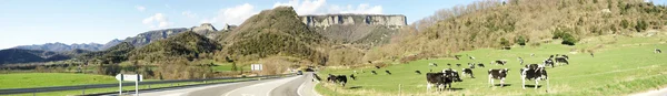 Kühe in der landschaft der region osona, barcelona — Stockfoto