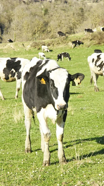 Cows grazing in a meadow — Stock Photo, Image