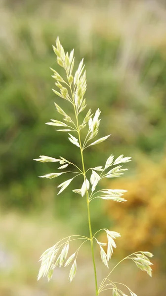 Flora ve fauna doğal park — Stok fotoğraf