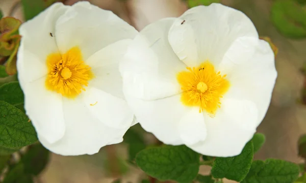 Flora y fauna de un parque natural — Foto de Stock