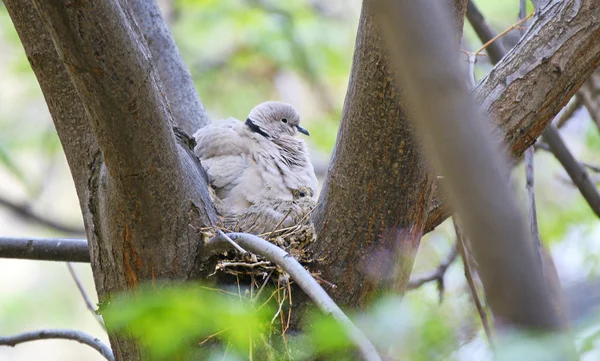 Colombe nel nido — Foto Stock