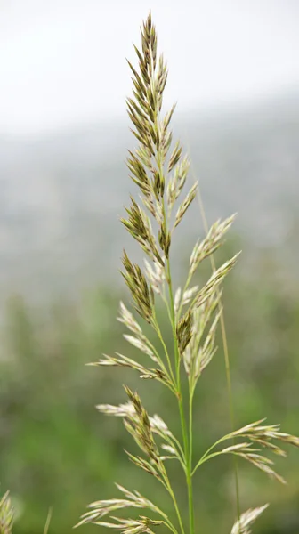 Flora ve fauna doğal park — Stok fotoğraf