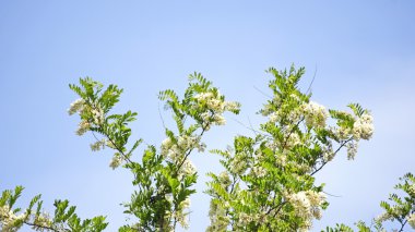 çiçek ve bitki Akdeniz flora