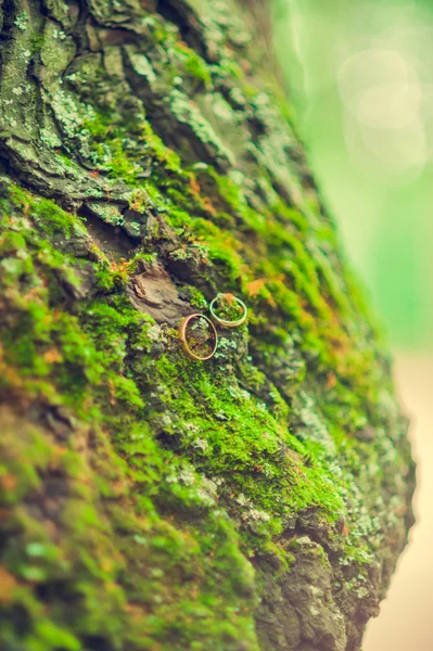 Gli anelli nuziali si trovano su un albero — Foto Stock