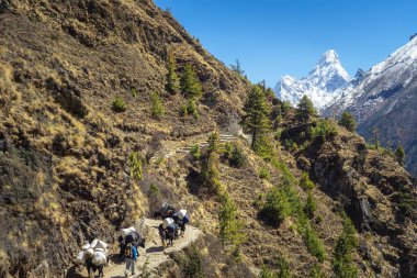 Everest 'e giden insanlar ve öküzler Ama da Blam Dağı' nın arka planına karşı. Everest Ana Kampı 'na yürüyüş. Nepal.