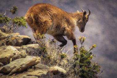 Himalaya tahr kayalık dağ habitatında. Himalayalar 'daki hayvanlar. Nepal.