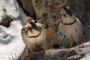 Himalaya kar horozu Tetraogallus himalayensis taşların arasında. Sagarmatha, Khumbu Bölgesi, Himalaya, Nepal