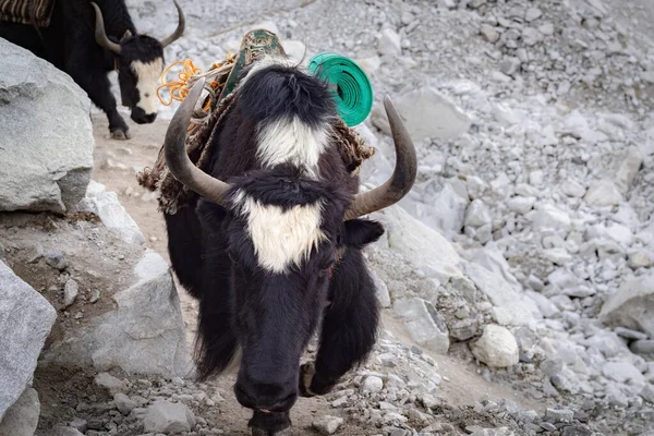 Yaks de retour du camp de base de l'Everest, Himalaya, Népal — Photo