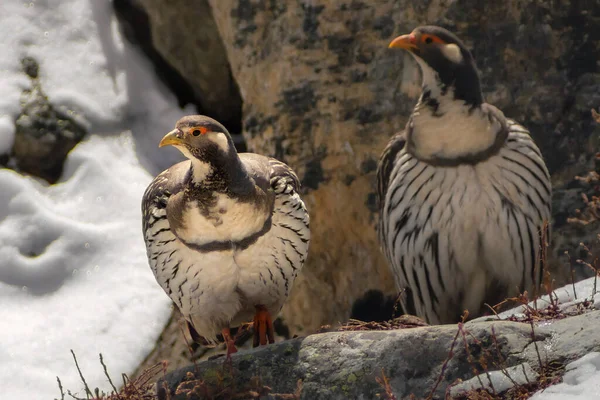 Himalaya kar horozu Tetraogallus himalayensis taşların arasında. Sagarmatha, Khumbu Bölgesi, Himalaya, Nepal