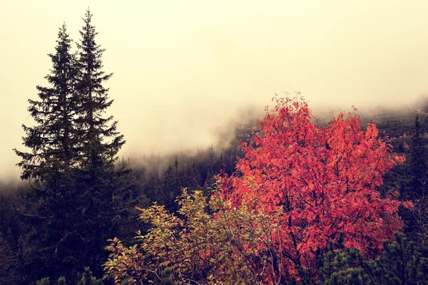 Autumn foggy landscape in Carpathians Mountains — Stock Photo, Image