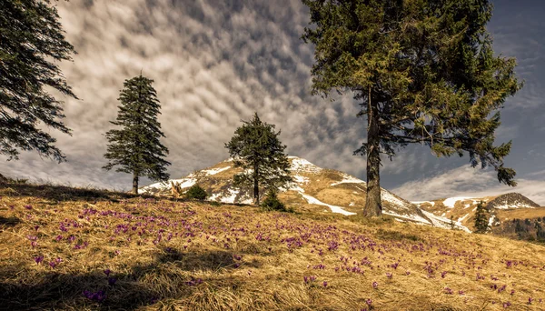 Coniferous trees of the spring Carpathians.Panorama. — Stock Photo, Image