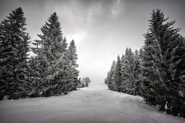 Besneeuwde bomen op een ski-oord — Stockfoto