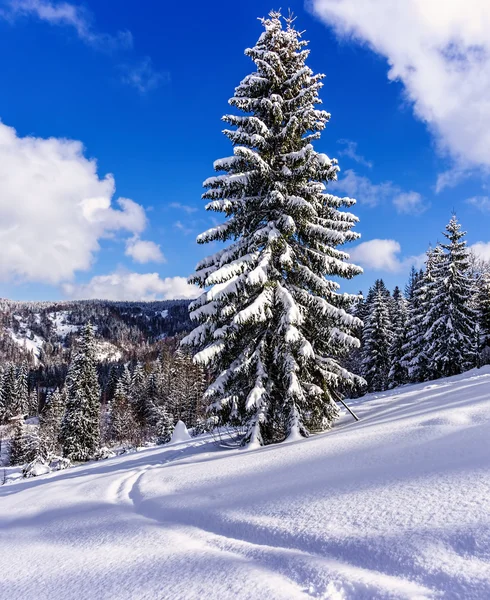 Snowy tree on ski resort in Carpathian Mountains — Stock Photo, Image