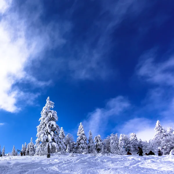 Schneebedeckte Bäume auf einem Skigebiet — Stockfoto