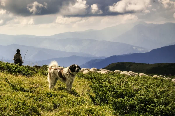 Schäfer mit Hund kümmert sich um Schafe in den Bergen — Stockfoto