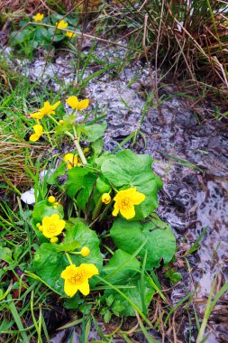 Sarı bahar çiçekleri ve Deresi