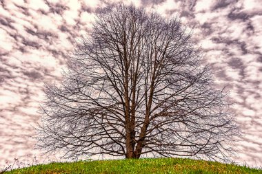 Yalnız ağaç Planet Earth, peyzaj