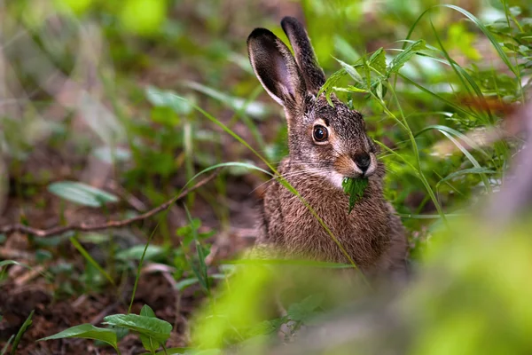 Hare eats plants — Stock Photo, Image