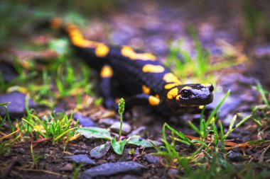 Yangın semender, Avrupa'da yaşayan zehirli hayvan