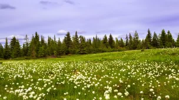 ルーマニアのカルパチア山脈の緑の牧草地の植物の開花。Marmarosy。時間の経過. — ストック動画