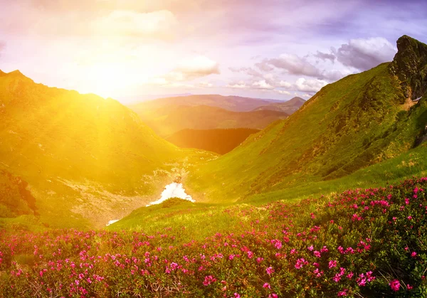 Wild flowers among rocks. Rhododendron myrtifolium. Maramorosh. — Stock Photo, Image