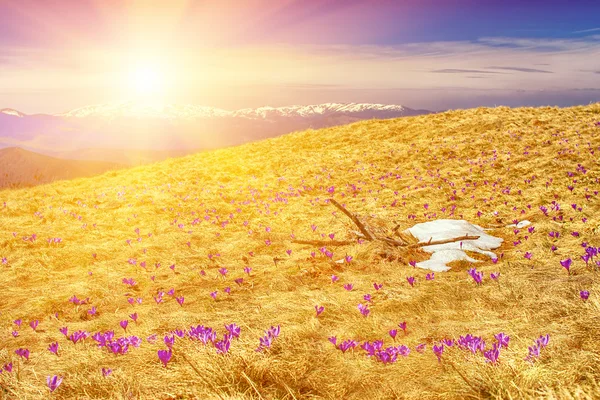 Spring flowers (crocuses) in Carpathian mountains — Stock Photo, Image