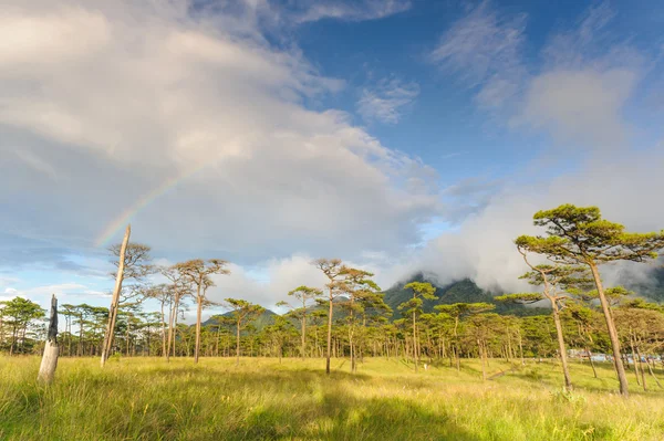 Beautiful landscape after the rainy in rainforest Phu Soi Dao national park. — Stock Photo, Image