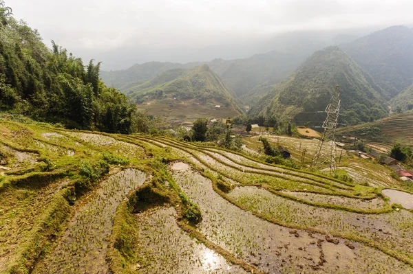 Rice fields on terraced of  Cat Cat Village,Vietnam. — Stock Photo, Image