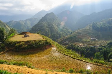 Kedi kedi Köyü, Vietnam pirinç tarlaları teraslı.